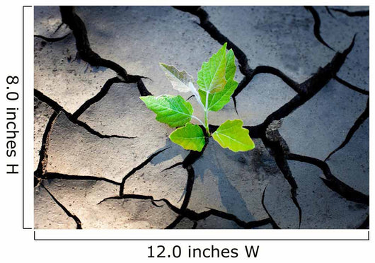 young plant growing through the ground Wall Mural