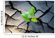 young plant growing through the ground Wall Mural
