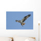Osprey (pandion haliaetus) In Flight With A Fish Wall Mural