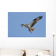 Osprey (pandion haliaetus) In Flight With A Fish Wall Mural