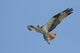 Osprey (Pandion Haliaeetus) In Flight With A Fish Wall Decal
