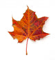 Maple Leaf Wall Decal
