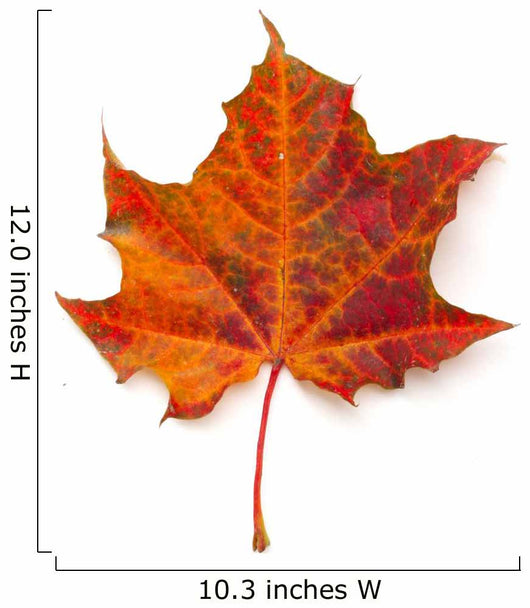 Maple leaf Wall Decal