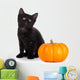 Cute Black Kitten Next Wall Decal