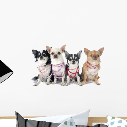 Four Fashionable Chihuahuas Wall Decal
