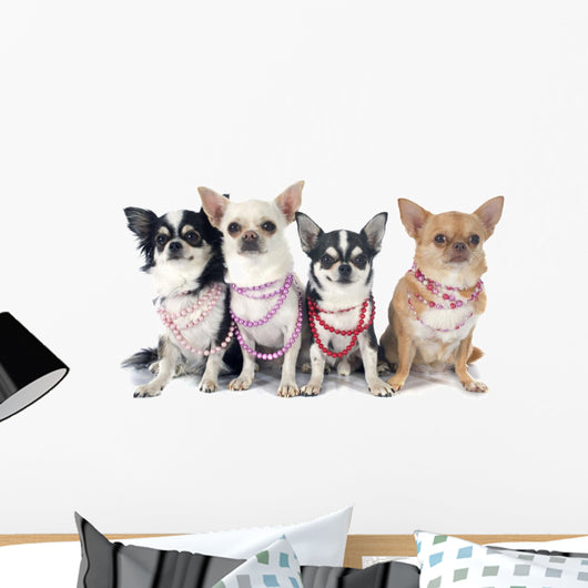 Four Fashionable Chihuahuas Wall Decal