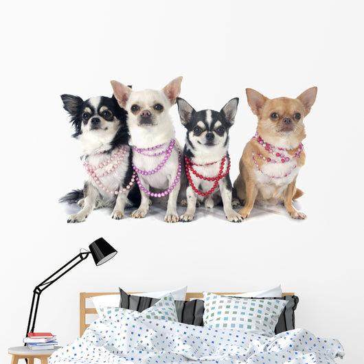 Four Fashionable Chihuahuas Wall Decal