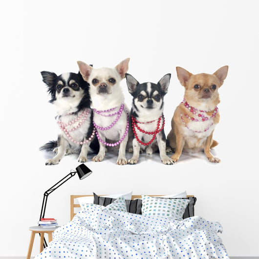 Four Fashionable Chihuahuas Wall Decal
