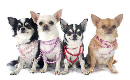 Four Fashionable Chihuahuas Wall Decal