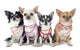 Four Fashionable Chihuahuas Wall Decal