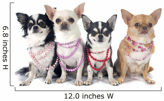 Four Fashionable Chihuahuas Wall Decal