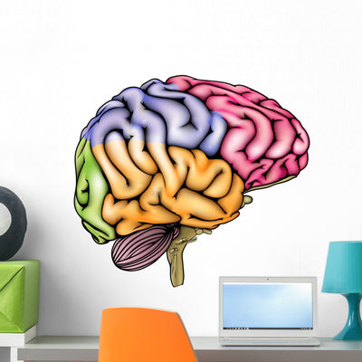 Human Brain Anatomy Wall Decal shown on a wall