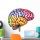 Human brain anatomy Wall Decal