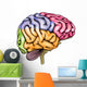 Human brain anatomy Wall Decal