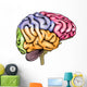 Human brain anatomy Wall Decal