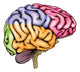 Human Brain Anatomy Wall Decal