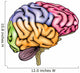 Human brain anatomy Wall Decal