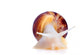 Big African Snail Wall Decal