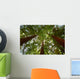 Looking up at Redwood Trees Wall Mural