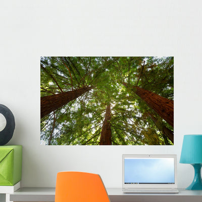 Looking Up At Redwood Trees Wall Decal shown on a wall