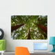 Looking up at Redwood Trees Wall Mural