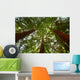 Looking up at Redwood Trees Wall Mural
