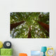 Looking up at Redwood Trees Wall Mural
