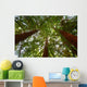 Looking up at Redwood Trees Wall Mural