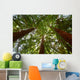 Looking up at Redwood Trees Wall Mural