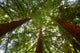 Looking Up At Redwood Trees Wall Decal