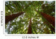 Looking up at Redwood Trees Wall Mural