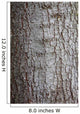 Tree Bark over Crust Wall Decal