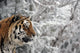Tiger Winter Wall Decal