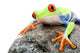 Frog On A Rock Isolated Wall Decal