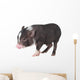 Baby Pot-bellied Pig Wall Decal