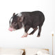 Baby Pot-bellied Pig Wall Decal