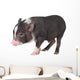 Baby Pot-bellied Pig Wall Decal