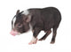 Baby Pot-Bellied Pig Wall Decal
