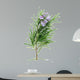 Rosemary Wall Decal