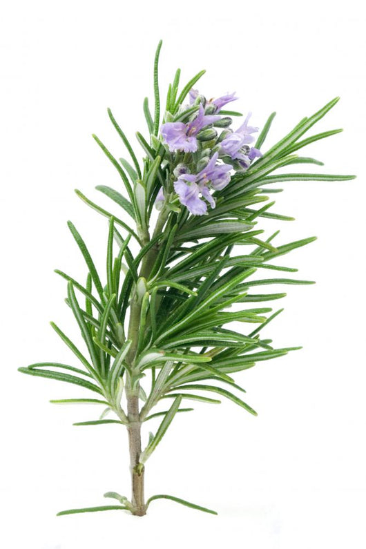 Rosemary Wall Decal