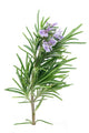 Rosemary Wall Decal