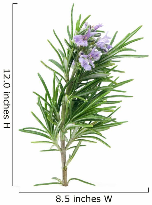 Rosemary Wall Decal
