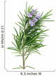 Rosemary Wall Decal