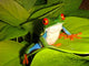 Red-eyed Tree Frog Wall Decal