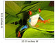 Red-eyed Tree Frog Wall Decal