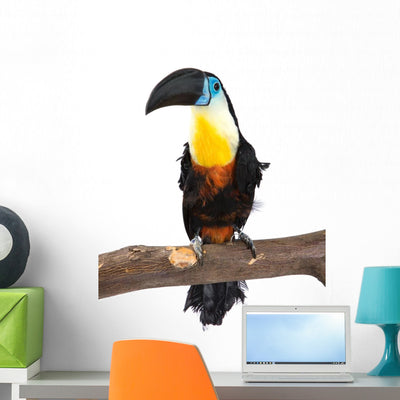 Toucan Wall Decal shown on a wall