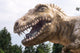 Dino Wall Decal