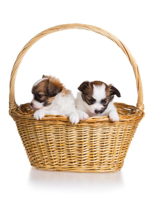 Two Puppy Wicker Basket Wall Decal