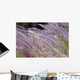 Green Field and Purple Wall Decal
