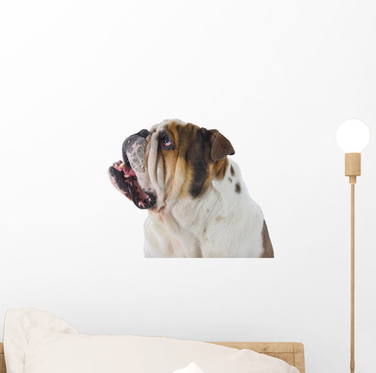 Inquisitive English Bulldog Wall Decal